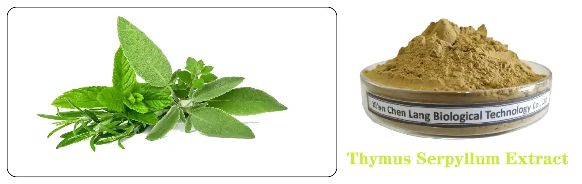 Thymus Serpyllum Extract.jpg